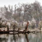 Winter-Taubergießen