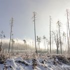 Winter Taunus