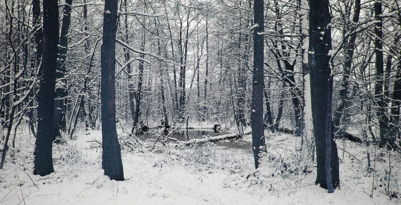 Winter - Teich