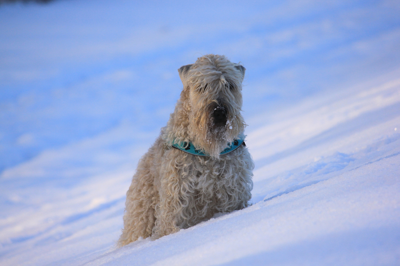 Winter - Terrier ;-)