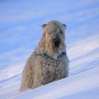 Winter - Terrier ;-)