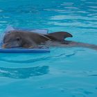 Winter- The Dolphin that could!