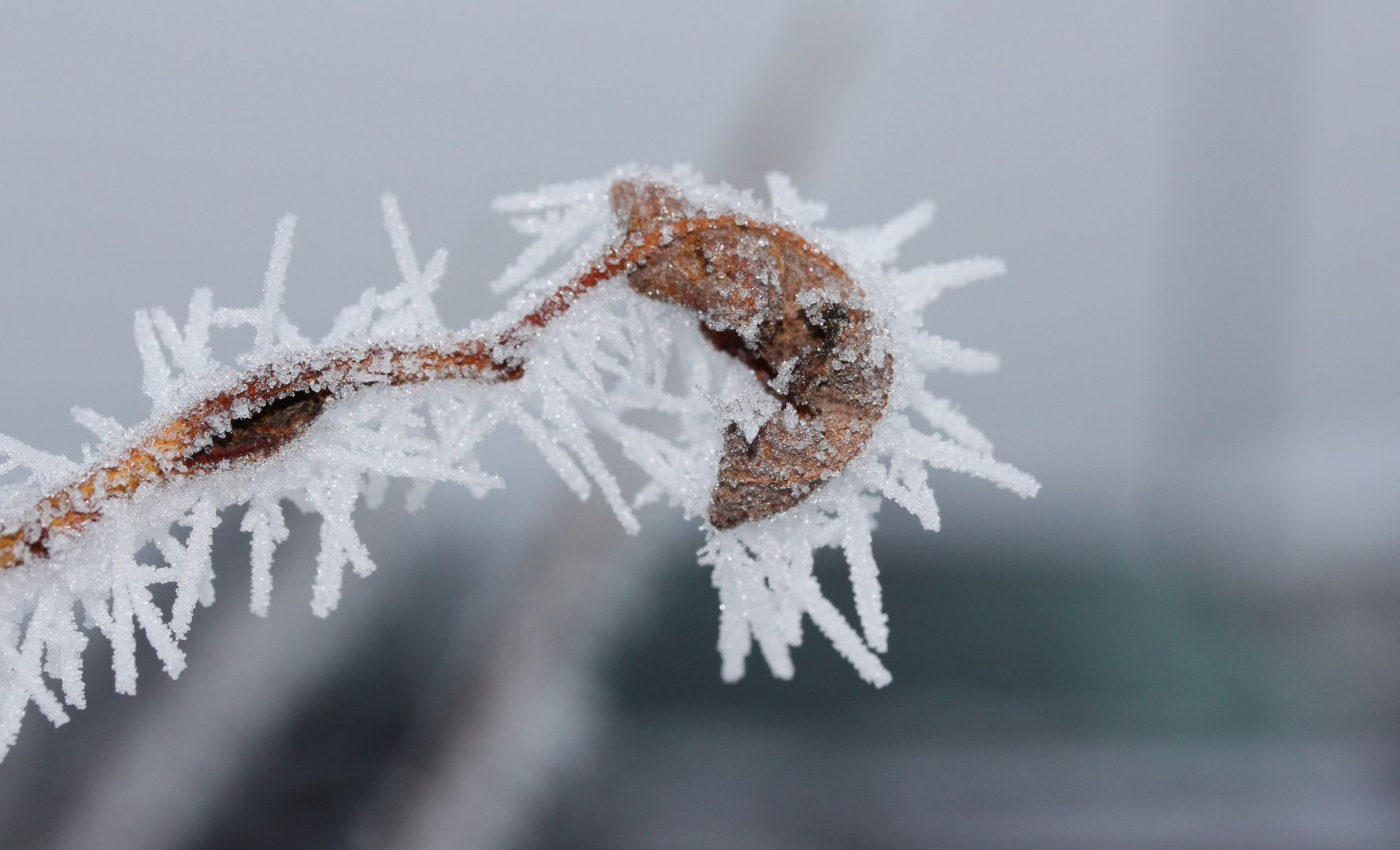 WInter Thorns