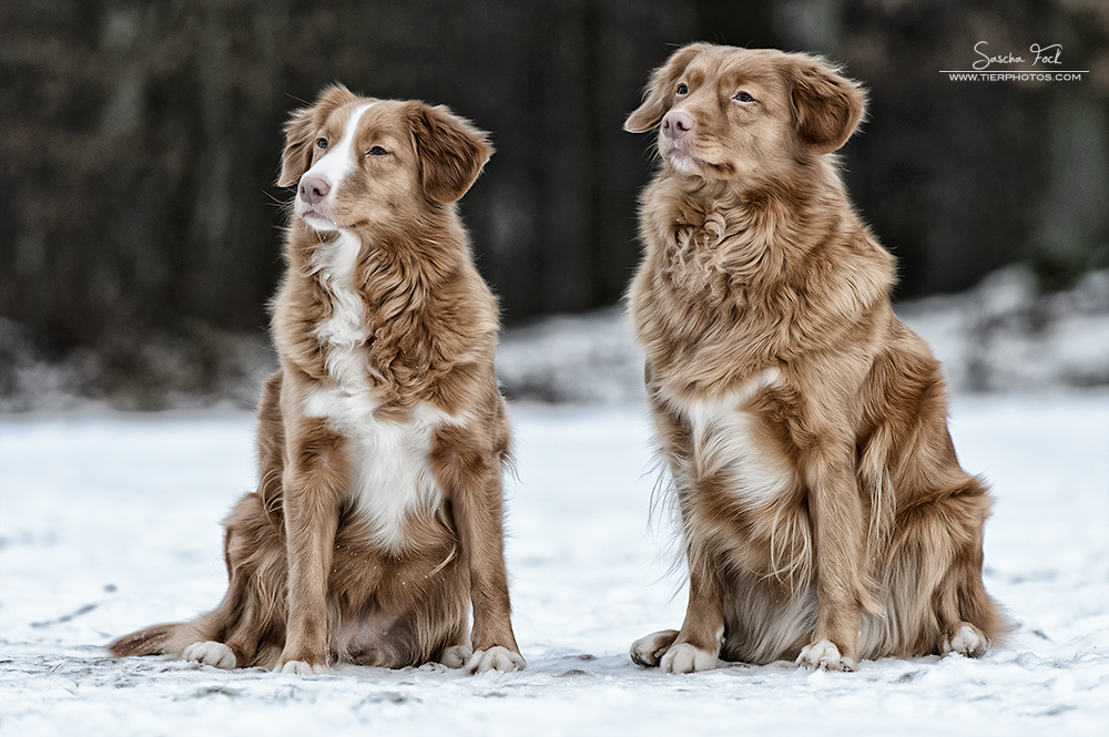 Winter Toller