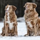 Winter Toller