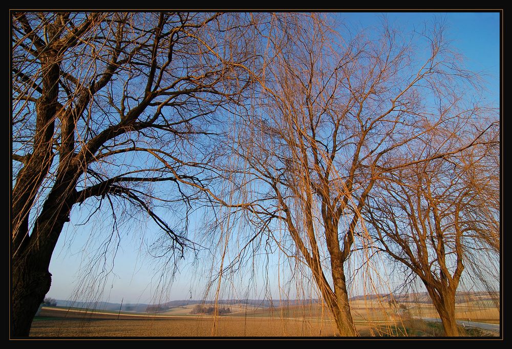 Winter - Trauerweiden