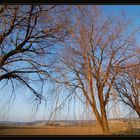 Winter - Trauerweiden