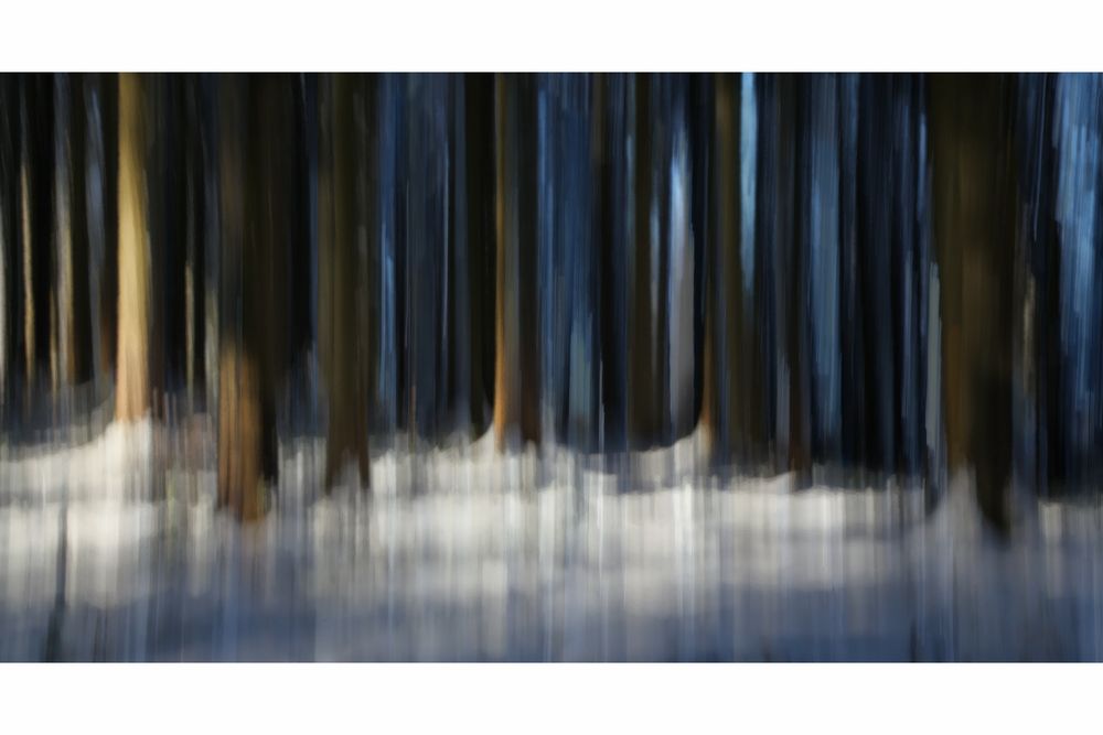 Winter-Traum-Wald