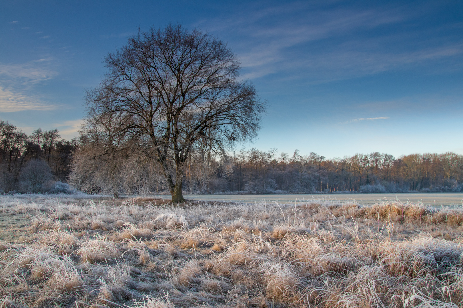 winter tree