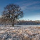 winter tree