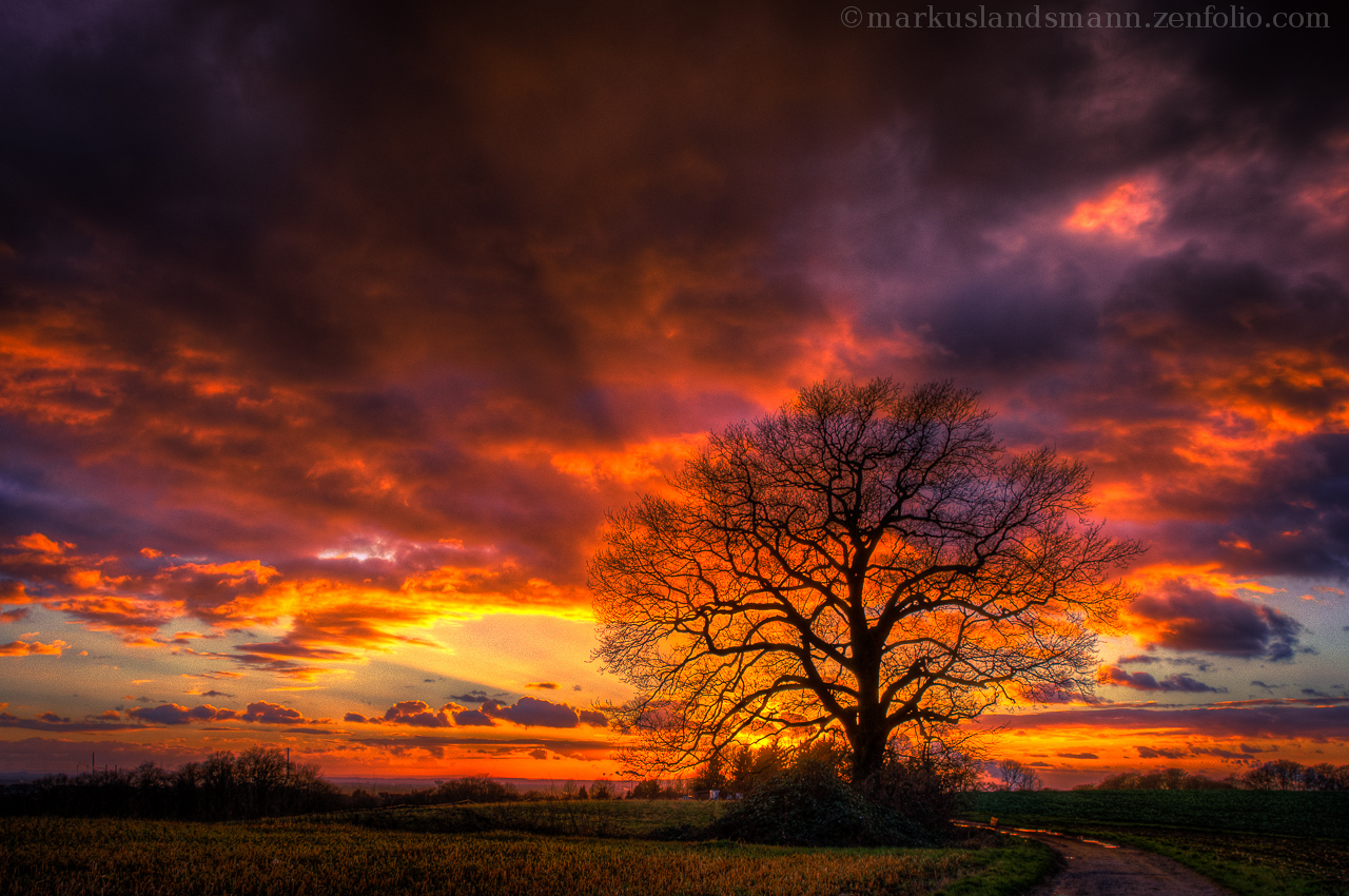 Winter tree