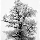 winter tree