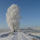 winter tree 2009