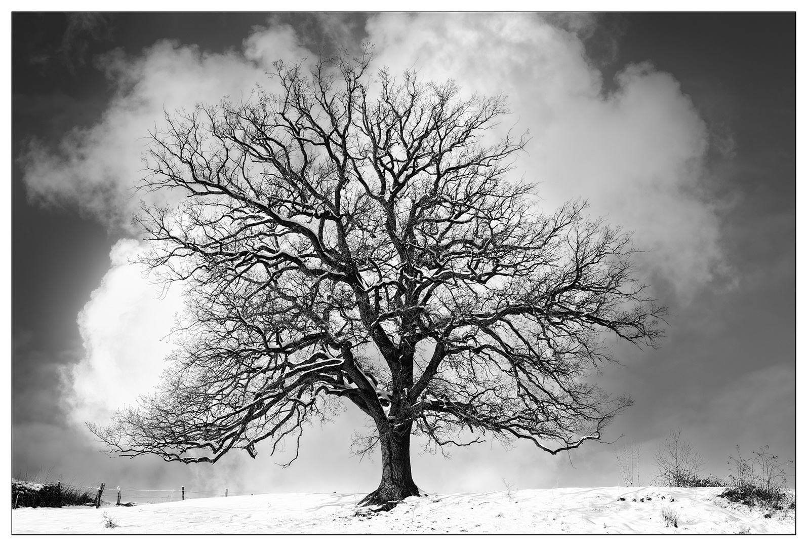 Winter Tree 2024