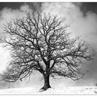 Winter Tree 2024