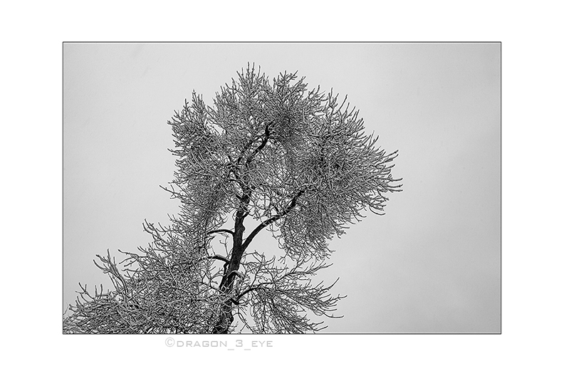 Winter Tree 3