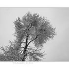 Winter Tree 3
