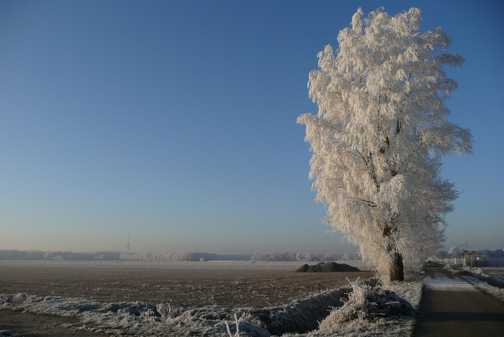 winter tree