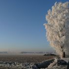 winter tree