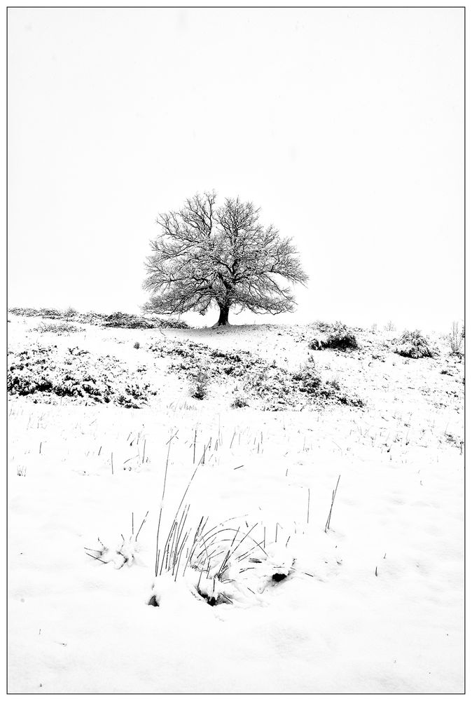 Winter Tree