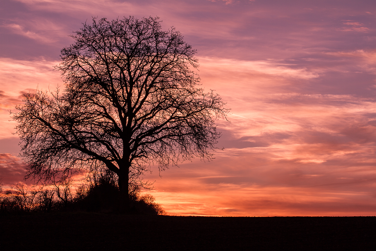 Winter-Tree