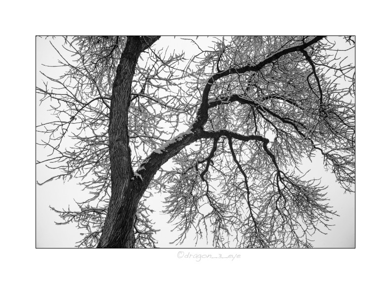 Winter Tree 6