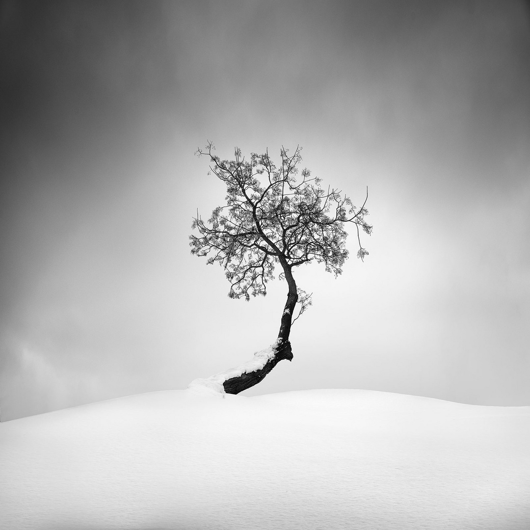 Winter Tree