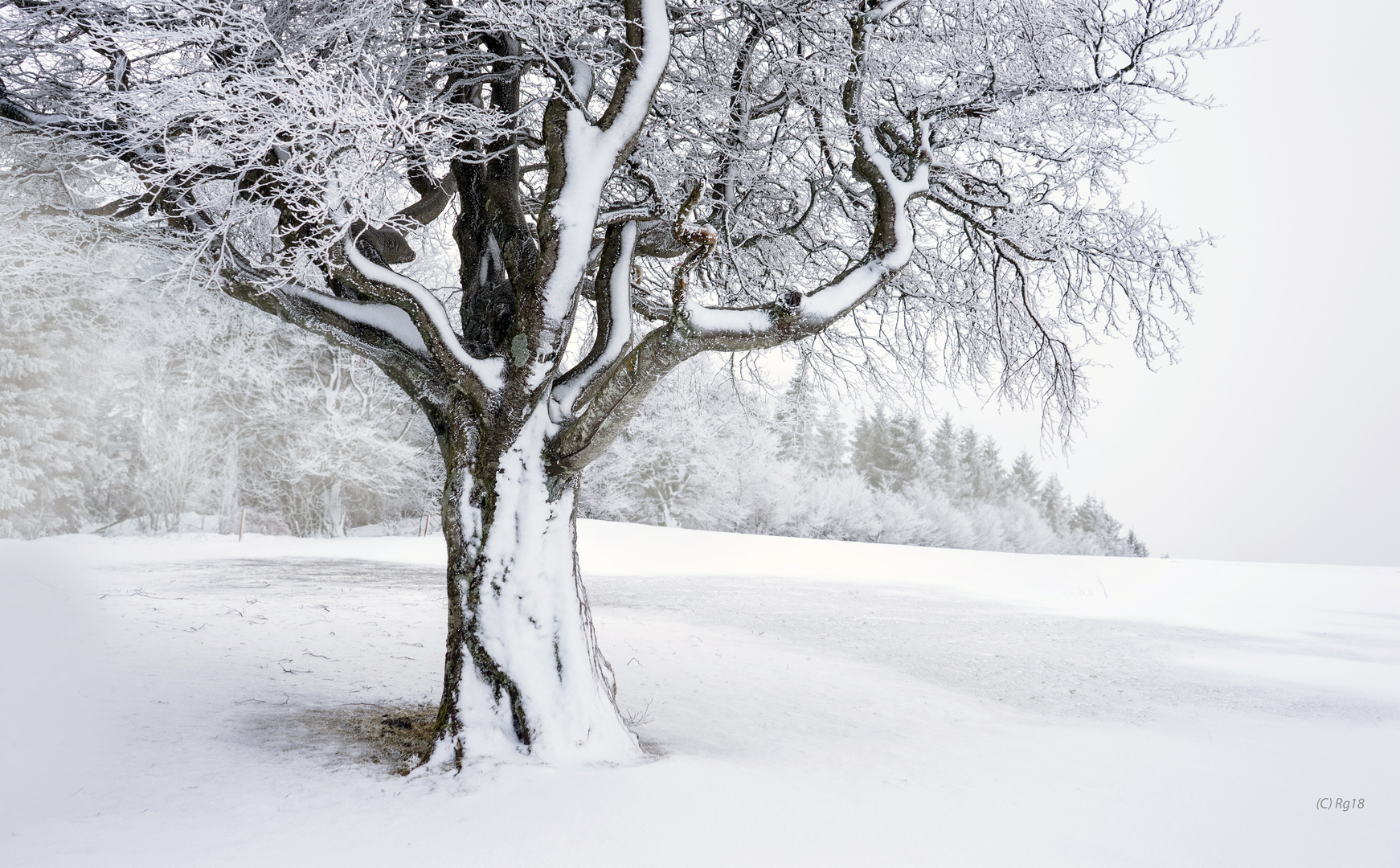 winter tree