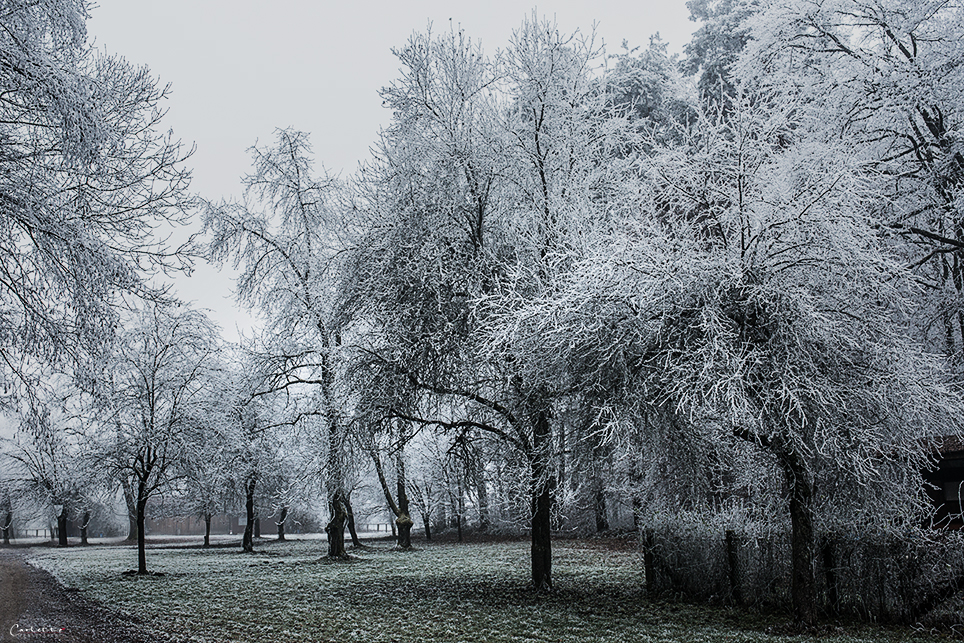 Winter Tree