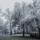 Winter Tree