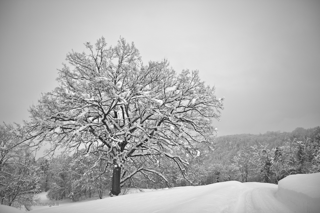 Winter Tree