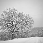 Winter Tree