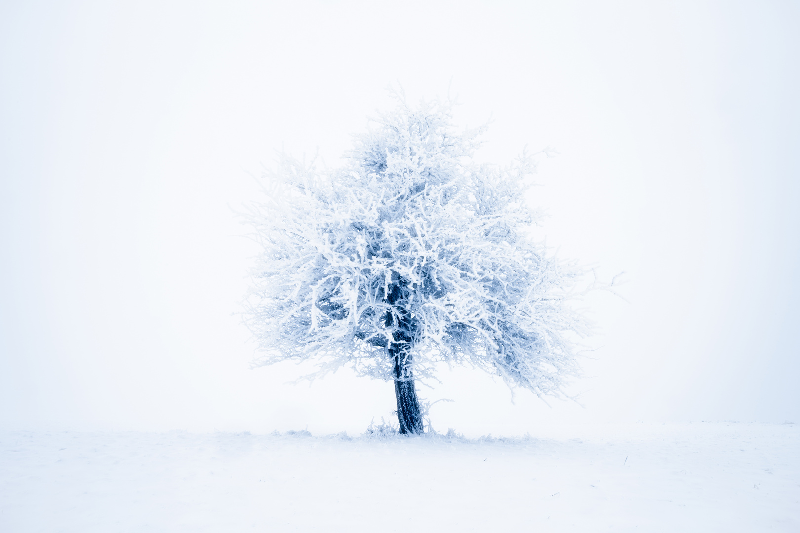 Winter Tree