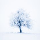 Winter Tree