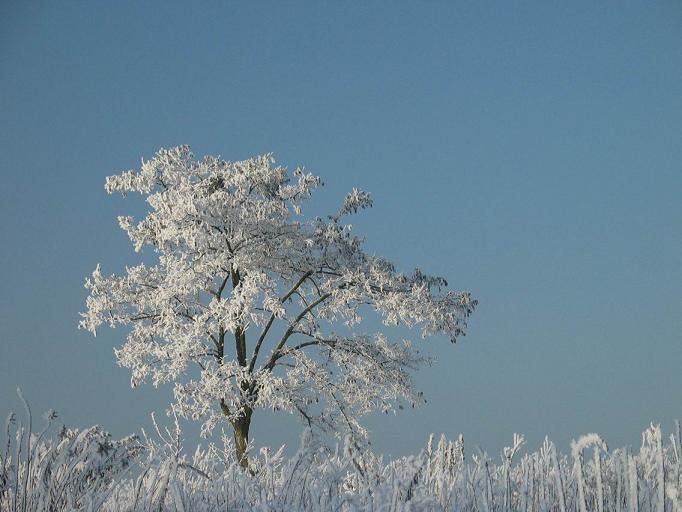 winter-tree