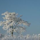 winter-tree