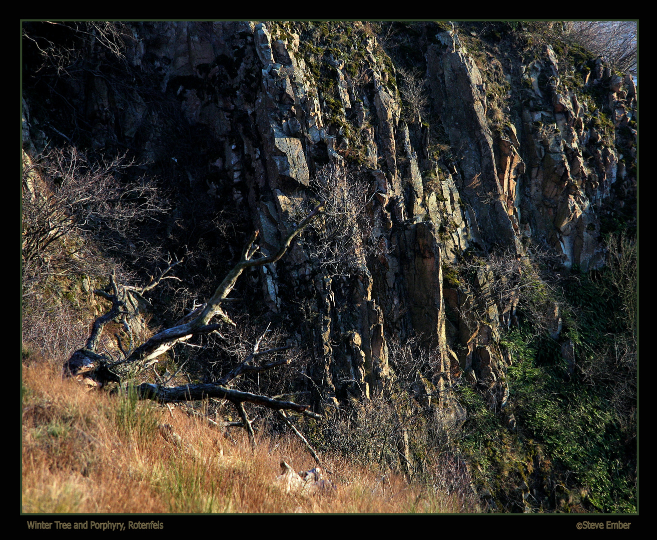 Winter Tree and Porphyry