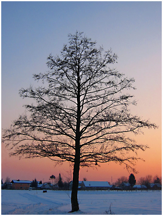 Winter tree at sunset