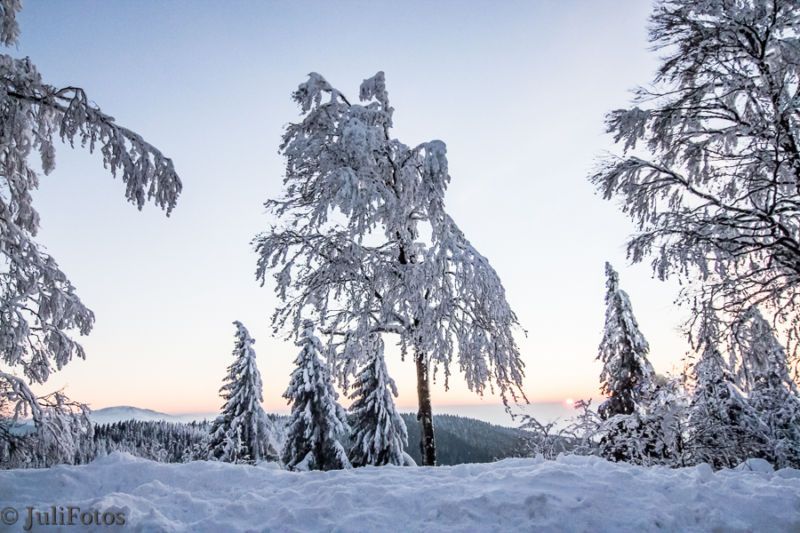 Winter Tree