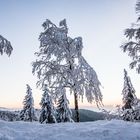 Winter Tree