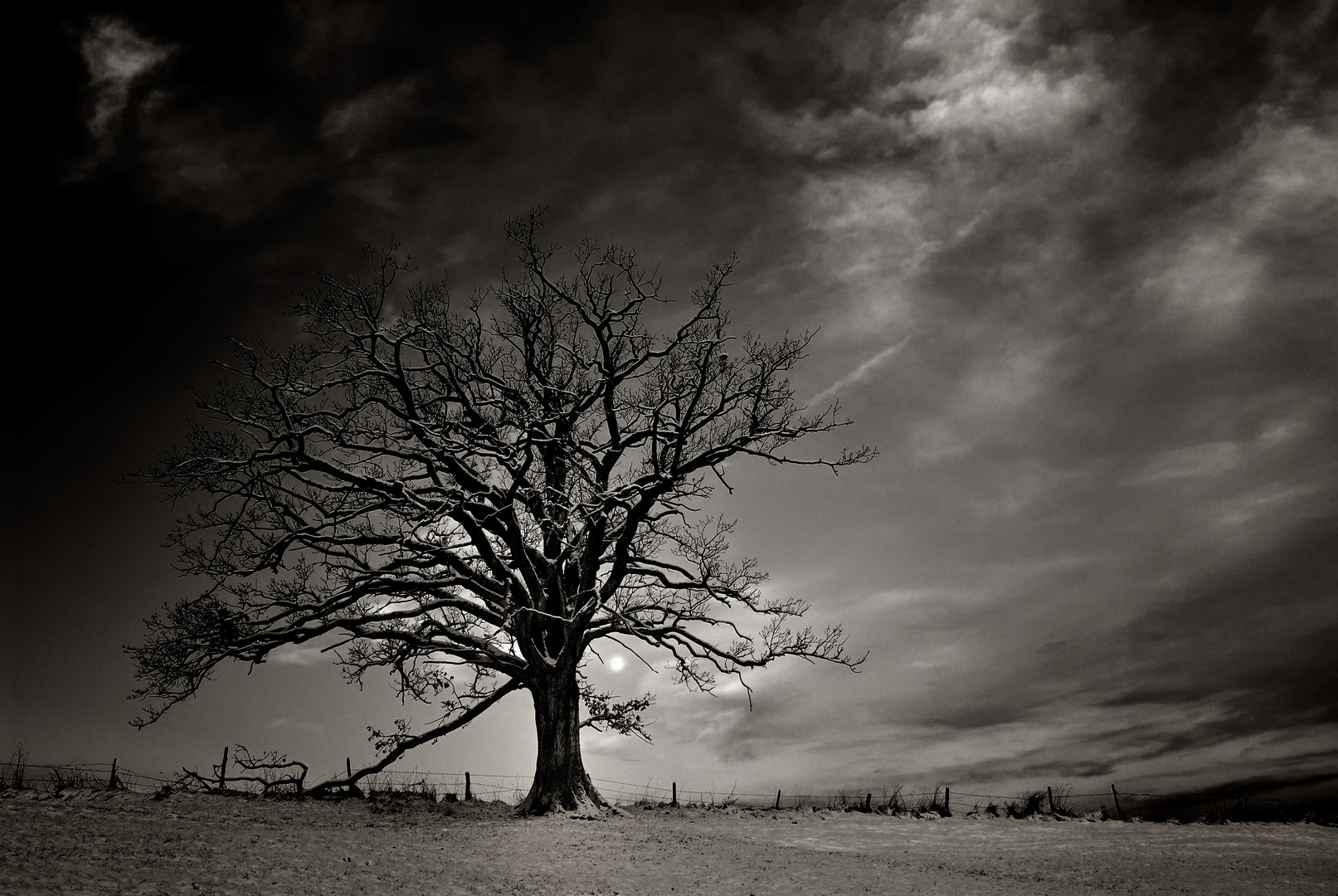 [Winter Tree]