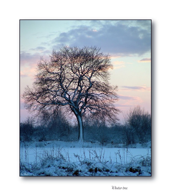 Winter tree