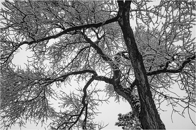 Winter Tree 