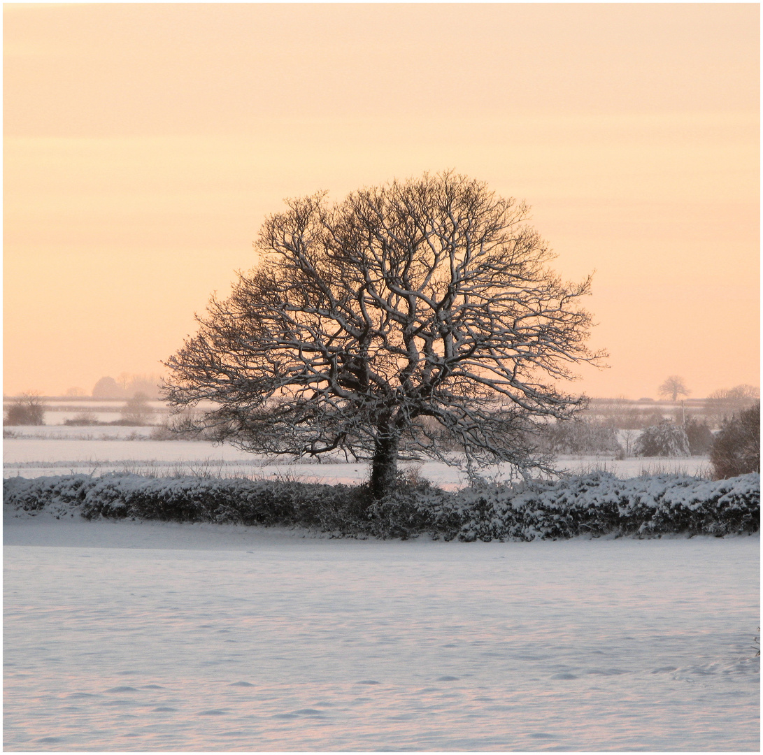 Winter Tree