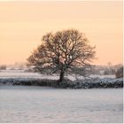 Winter Tree