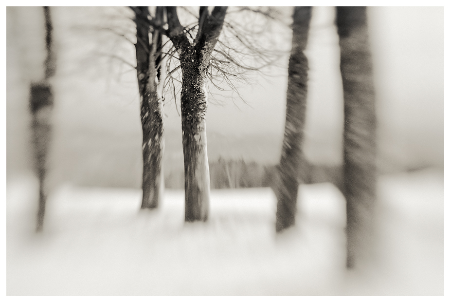 Winter Trees