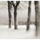 Winter Trees