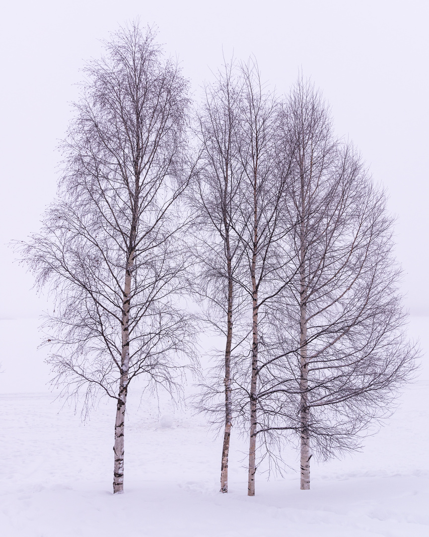 Winter Trees