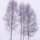 Winter Trees