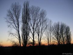 winter trees